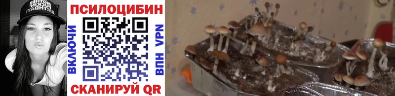 Галлюциногенные грибы Cubensis  как найти закладки  Людиново 